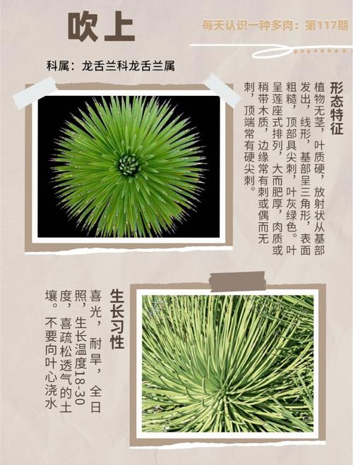 龙舌兰怎么养(龙舌兰怎么养成老桩)-第1张图片-多多自然网 龙舌兰怎么养(龙舌兰怎么养成老桩)-第1张图片-多多自然网