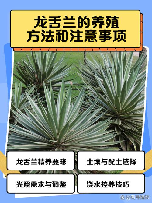 龙舌兰怎么养(龙舌兰怎么养成老桩)-第2张图片-多多自然网 龙舌兰怎么养(龙舌兰怎么养成老桩)-第2张图片-多多自然网