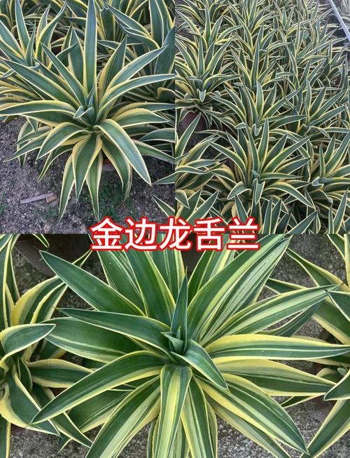龙舌兰怎么养(龙舌兰怎么养成老桩)-第6张图片-多多自然网 龙舌兰怎么养(龙舌兰怎么养成老桩)-第6张图片-多多自然网