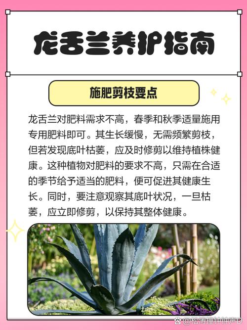 龙舌兰怎么养(龙舌兰怎么养成老桩)-第7张图片-多多自然网 龙舌兰怎么养(龙舌兰怎么养成老桩)-第7张图片-多多自然网