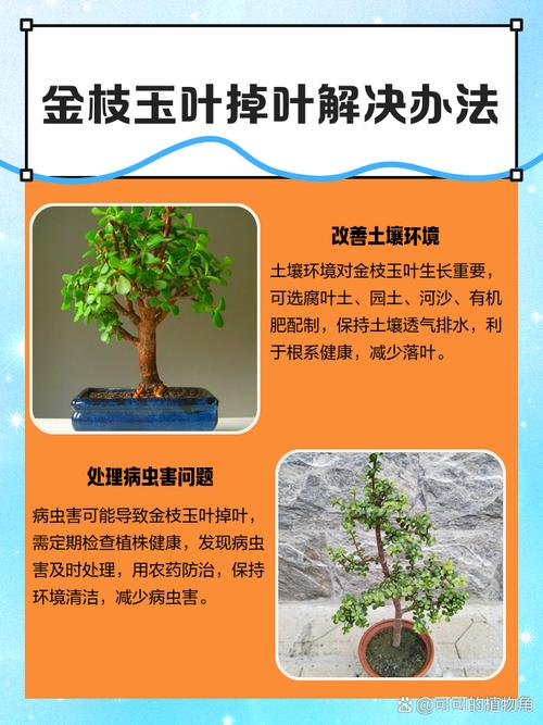 金枝玉叶养的总掉叶(金枝玉叶老掉叶)-第2张图片-多多自然网 金枝玉叶养的总掉叶(金枝玉叶老掉叶)-第2张图片-多多自然网