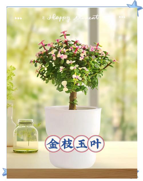 金枝玉叶养的总掉叶(金枝玉叶老掉叶)-第7张图片-多多自然网 金枝玉叶养的总掉叶(金枝玉叶老掉叶)-第7张图片-多多自然网