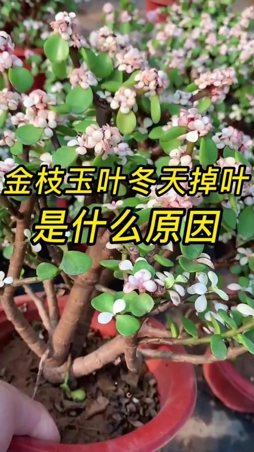 金枝玉叶养的总掉叶(金枝玉叶老掉叶)-第8张图片-多多自然网 金枝玉叶养的总掉叶(金枝玉叶老掉叶)-第8张图片-多多自然网