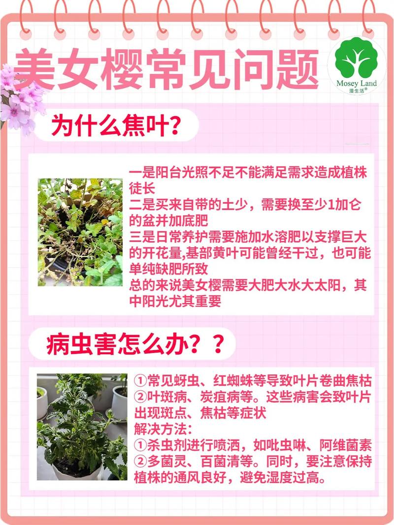 如何延长美女樱的花期(美女樱如何催芽)-第1张图片-多多自然网 如何延长美女樱的花期(美女樱如何催芽)-第1张图片-多多自然网