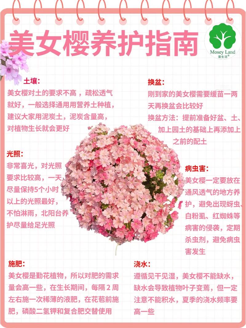 如何延长美女樱的花期(美女樱如何催芽)-第3张图片-多多自然网 如何延长美女樱的花期(美女樱如何催芽)-第3张图片-多多自然网
