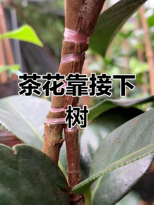 茶花的繁殖方法(茶花的繁殖方法视频)-第1张图片-多多自然网 茶花的繁殖方法(茶花的繁殖方法视频)-第1张图片-多多自然网