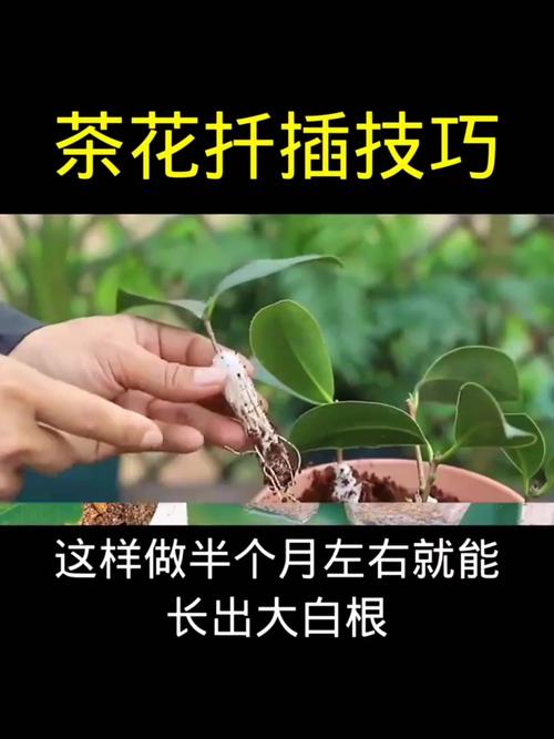 茶花的繁殖方法(茶花的繁殖方法视频)-第2张图片-多多自然网 茶花的繁殖方法(茶花的繁殖方法视频)-第2张图片-多多自然网
