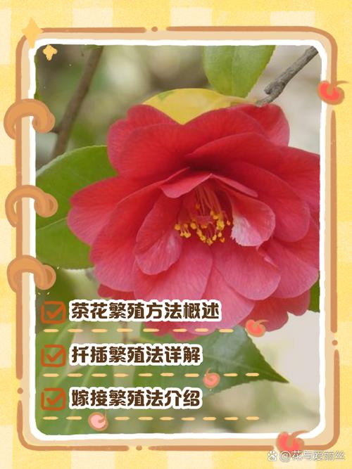 茶花的繁殖方法(茶花的繁殖方法视频)-第4张图片-多多自然网 茶花的繁殖方法(茶花的繁殖方法视频)-第4张图片-多多自然网