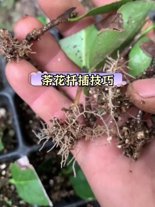 茶花的繁殖方法(茶花的繁殖方法视频)-第6张图片-多多自然网 茶花的繁殖方法(茶花的繁殖方法视频)-第6张图片-多多自然网