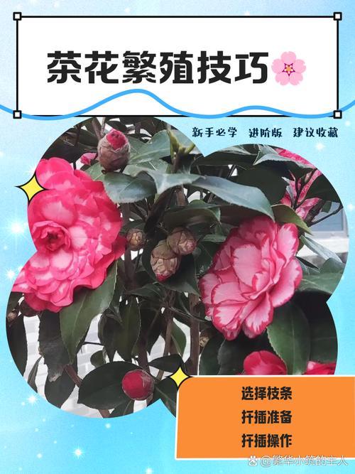 茶花的繁殖方法(茶花的繁殖方法视频)-第7张图片-多多自然网 茶花的繁殖方法(茶花的繁殖方法视频)-第7张图片-多多自然网