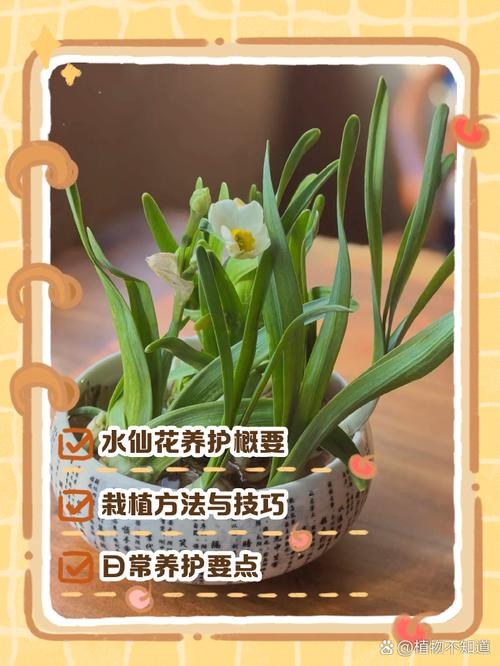 水仙花怎么会养好(水仙花怎么会养好不开花)-第4张图片-多多自然网 水仙花怎么会养好(水仙花怎么会养好不开花)-第4张图片-多多自然网