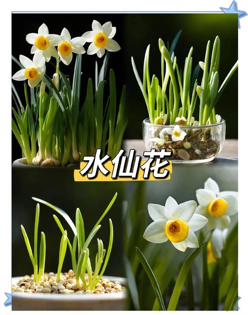 水仙花怎么会养好(水仙花怎么会养好不开花)-第6张图片-多多自然网 水仙花怎么会养好(水仙花怎么会养好不开花)-第6张图片-多多自然网