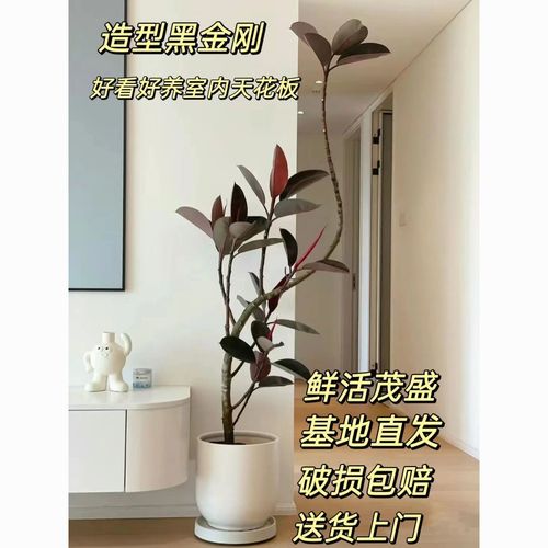 橡皮树秋天怎么养(橡皮树秋天怎么养护和管理)-第1张图片-多多自然网 橡皮树秋天怎么养(橡皮树秋天怎么养护和管理)-第1张图片-多多自然网