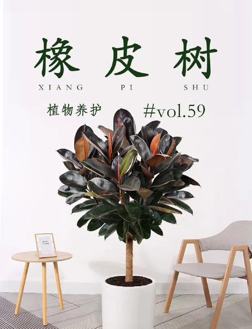 橡皮树秋天怎么养(橡皮树秋天怎么养护和管理)-第2张图片-多多自然网 橡皮树秋天怎么养(橡皮树秋天怎么养护和管理)-第2张图片-多多自然网