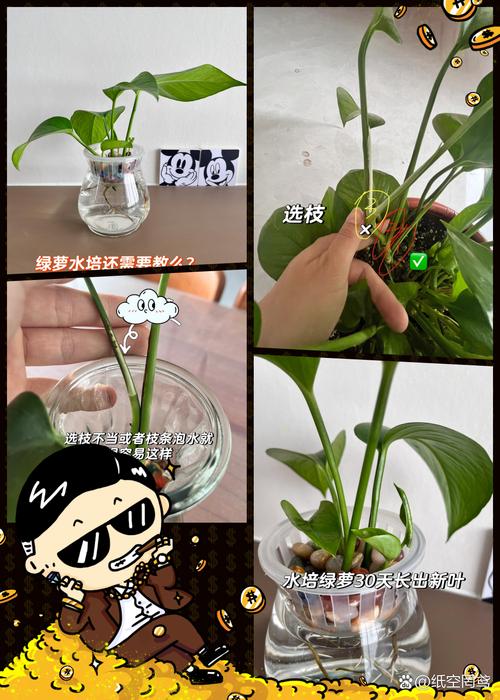 绿萝怎么移植水培(绿萝怎么转水培)-第2张图片-多多自然网 绿萝怎么移植水培(绿萝怎么转水培)-第2张图片-多多自然网