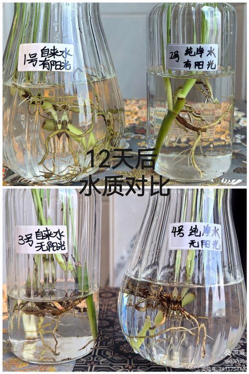绿萝怎么移植水培(绿萝怎么转水培)-第8张图片-多多自然网 绿萝怎么移植水培(绿萝怎么转水培)-第8张图片-多多自然网