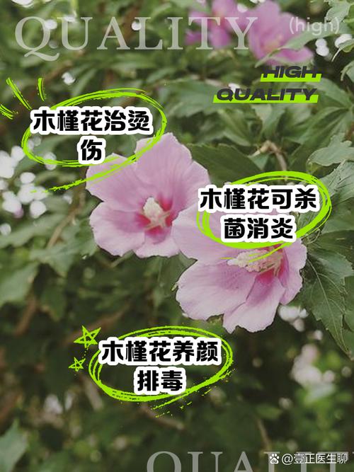 木槿花的花后处理(木槿花怎么护理)-第1张图片-多多自然网 木槿花的花后处理(木槿花怎么护理)-第1张图片-多多自然网