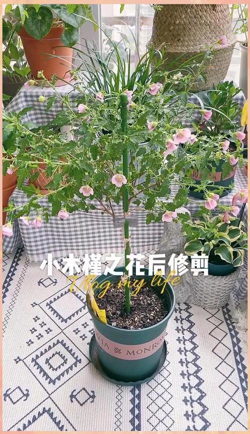 木槿花的花后处理(木槿花怎么护理)-第5张图片-多多自然网 木槿花的花后处理(木槿花怎么护理)-第5张图片-多多自然网