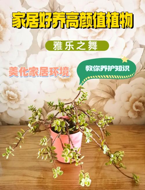 雅乐之舞的养殖方法和注意事项(雅乐之舞怎么养)-第3张图片-多多自然网 雅乐之舞的养殖方法和注意事项(雅乐之舞怎么养)-第3张图片-多多自然网