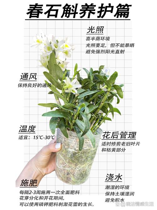 石斛秋天怎么养(石斛秋季还会发新芽吗)-第2张图片-多多自然网 石斛秋天怎么养(石斛秋季还会发新芽吗)-第2张图片-多多自然网
