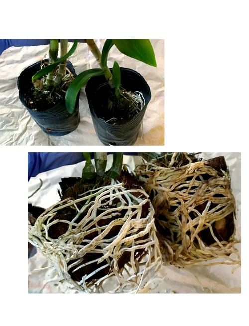 石斛秋天怎么养(石斛秋季还会发新芽吗)-第3张图片-多多自然网 石斛秋天怎么养(石斛秋季还会发新芽吗)-第3张图片-多多自然网