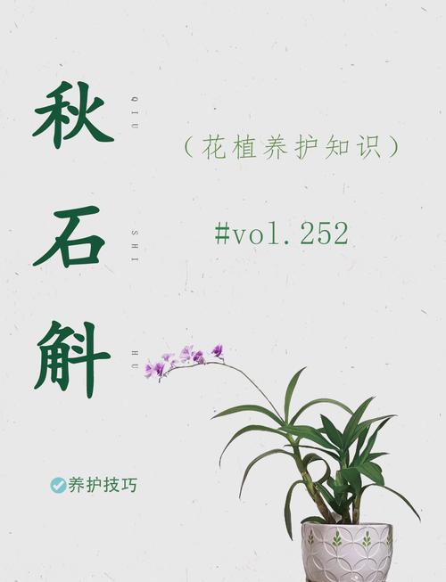 石斛秋天怎么养(石斛秋季还会发新芽吗)-第4张图片-多多自然网 石斛秋天怎么养(石斛秋季还会发新芽吗)-第4张图片-多多自然网