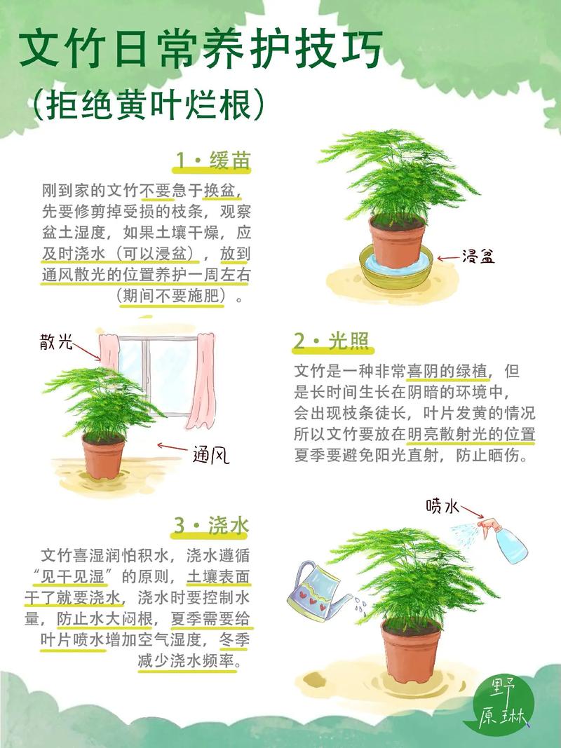 如何有效防止文竹干尖(如何防止文竹长高)-第3张图片-多多自然网 如何有效防止文竹干尖(如何防止文竹长高)-第3张图片-多多自然网