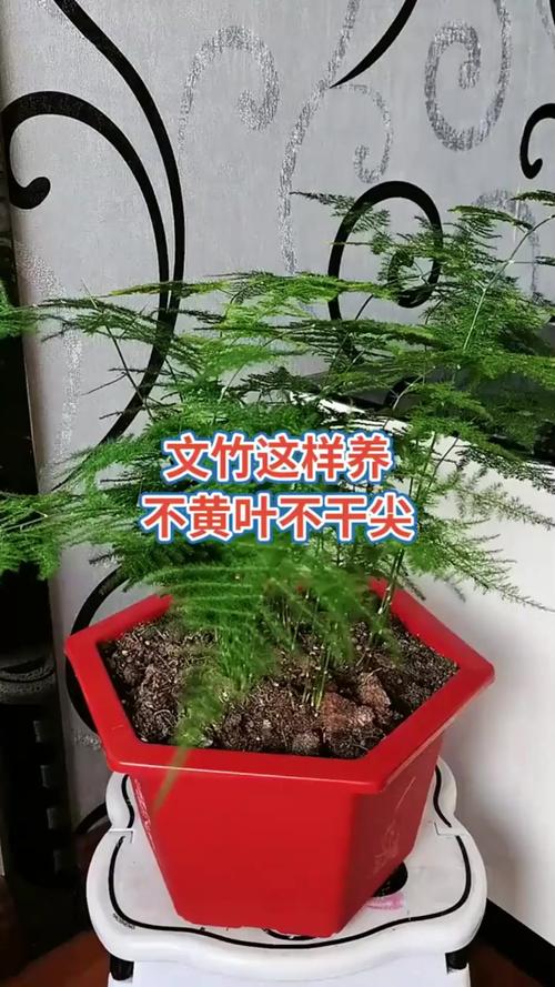 如何有效防止文竹干尖(如何防止文竹长高)-第5张图片-多多自然网 如何有效防止文竹干尖(如何防止文竹长高)-第5张图片-多多自然网
