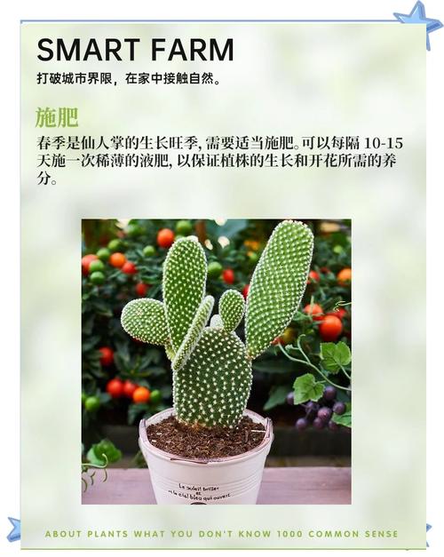 仙人掌怎么养(仙人掌怎么养活而且长得又好)-第1张图片-多多自然网 仙人掌怎么养(仙人掌怎么养活而且长得又好)-第1张图片-多多自然网