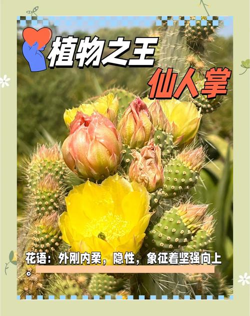 仙人掌怎么养(仙人掌怎么养活而且长得又好)-第2张图片-多多自然网 仙人掌怎么养(仙人掌怎么养活而且长得又好)-第2张图片-多多自然网