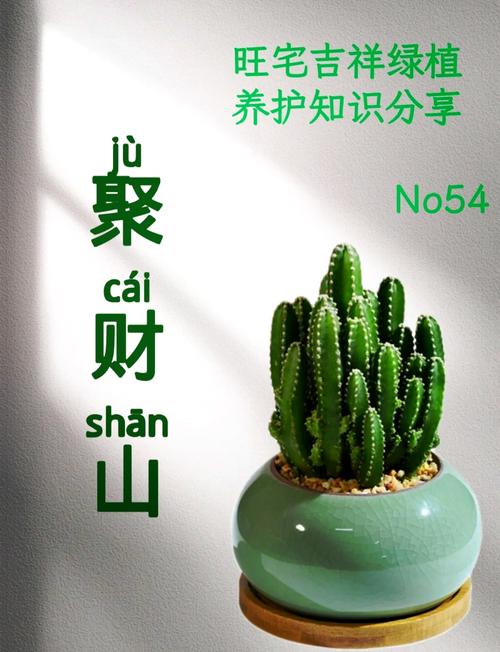 仙人掌怎么养(仙人掌怎么养活而且长得又好)-第7张图片-多多自然网 仙人掌怎么养(仙人掌怎么养活而且长得又好)-第7张图片-多多自然网