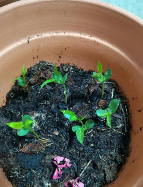 苹果种子怎么种(苹果种子怎么种植方法如下)-第2张图片-多多自然网 苹果种子怎么种(苹果种子怎么种植方法如下)-第2张图片-多多自然网