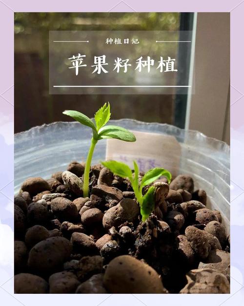 苹果种子怎么种(苹果种子怎么种植方法如下)-第3张图片-多多自然网 苹果种子怎么种(苹果种子怎么种植方法如下)-第3张图片-多多自然网