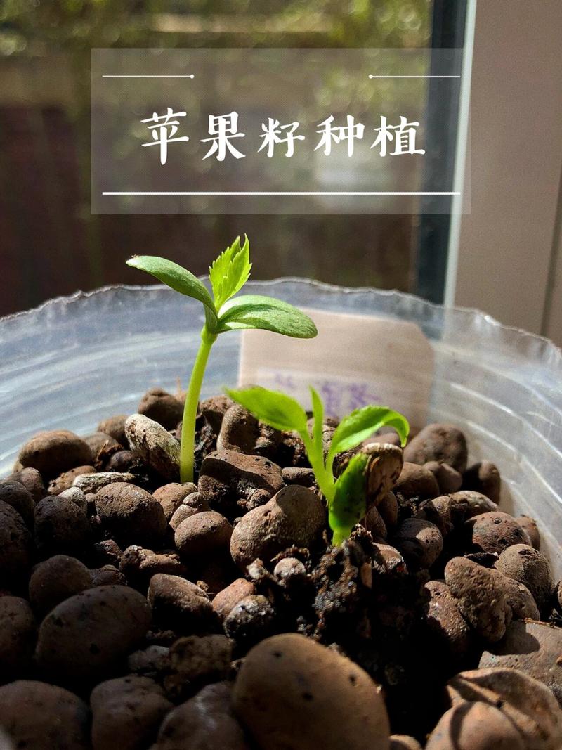 苹果种子怎么种(苹果种子怎么种植方法如下)-第6张图片-多多自然网 苹果种子怎么种(苹果种子怎么种植方法如下)-第6张图片-多多自然网