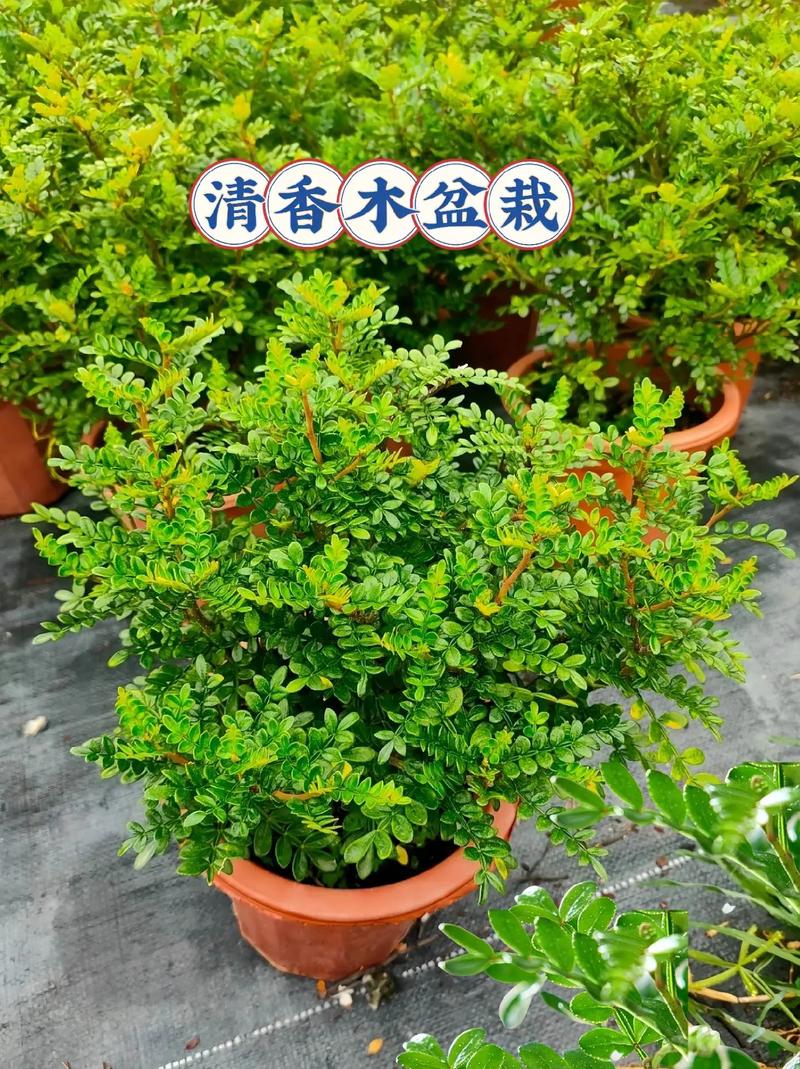 清香木用什么土养好(清香木要用什么土)-第4张图片-多多自然网 清香木用什么土养好(清香木要用什么土)-第4张图片-多多自然网