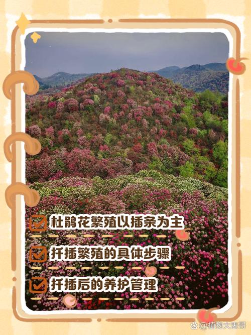 杜鹃的繁殖方法(簕杜鹃繁殖)-第2张图片-多多自然网 杜鹃的繁殖方法(簕杜鹃繁殖)-第2张图片-多多自然网