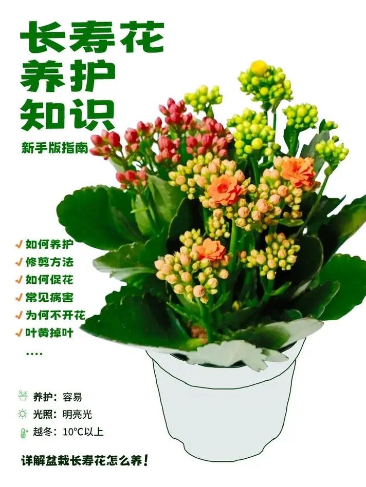 “长寿花”开满盆并不难(长寿花开花养护)-第2张图片-多多自然网 “长寿花”开满盆并不难(长寿花开花养护)-第2张图片-多多自然网