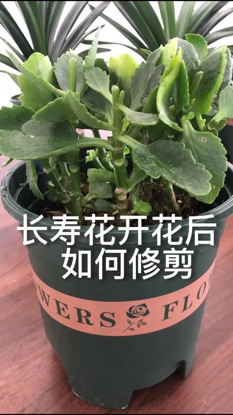 “长寿花”开满盆并不难(长寿花开花养护)-第3张图片-多多自然网 “长寿花”开满盆并不难(长寿花开花养护)-第3张图片-多多自然网