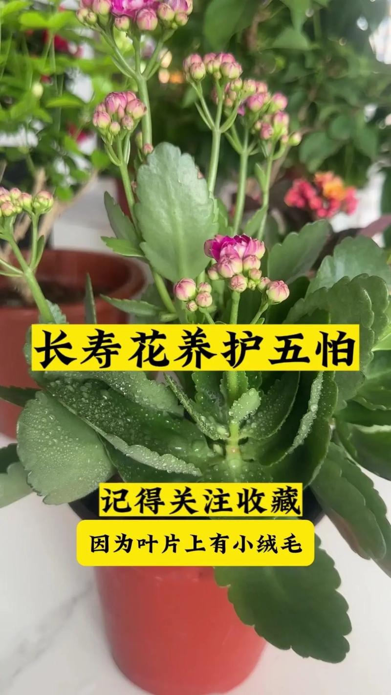 “长寿花”开满盆并不难(长寿花开花养护)-第4张图片-多多自然网 “长寿花”开满盆并不难(长寿花开花养护)-第4张图片-多多自然网