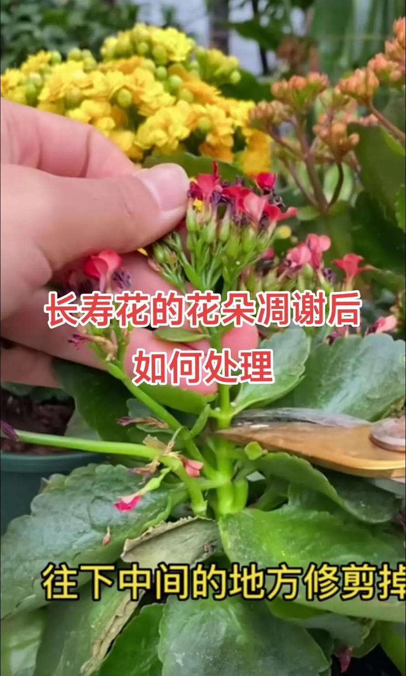 “长寿花”开满盆并不难(长寿花开花养护)-第5张图片-多多自然网 “长寿花”开满盆并不难(长寿花开花养护)-第5张图片-多多自然网