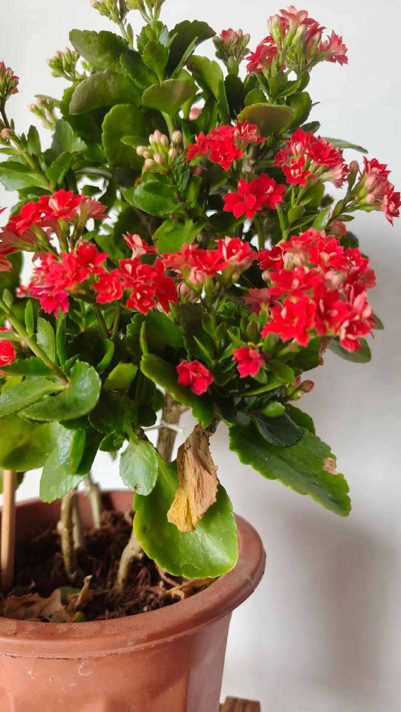 “长寿花”开满盆并不难(长寿花开花养护)-第6张图片-多多自然网 “长寿花”开满盆并不难(长寿花开花养护)-第6张图片-多多自然网
