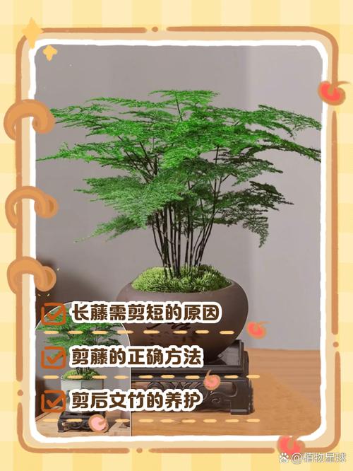 文竹长藤了用不用剪掉(文竹长出长藤怎么造型)-第2张图片-多多自然网 文竹长藤了用不用剪掉(文竹长出长藤怎么造型)-第2张图片-多多自然网