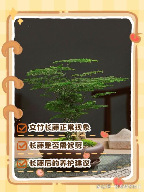 文竹长藤了用不用剪掉(文竹长出长藤怎么造型)-第3张图片-多多自然网 文竹长藤了用不用剪掉(文竹长出长藤怎么造型)-第3张图片-多多自然网