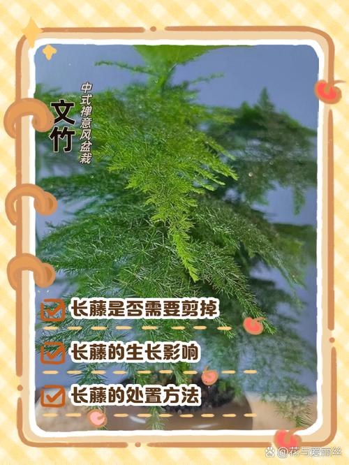 文竹长藤了用不用剪掉(文竹长出长藤怎么造型)-第5张图片-多多自然网 文竹长藤了用不用剪掉(文竹长出长藤怎么造型)-第5张图片-多多自然网