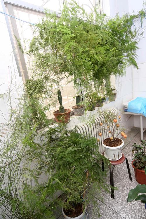 文竹长藤了用不用剪掉(文竹长出长藤怎么造型)-第6张图片-多多自然网 文竹长藤了用不用剪掉(文竹长出长藤怎么造型)-第6张图片-多多自然网