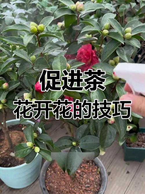 如何让茶花尽快开花(如何让茶花尽快开花结果)-第1张图片-多多自然网 如何让茶花尽快开花(如何让茶花尽快开花结果)-第1张图片-多多自然网