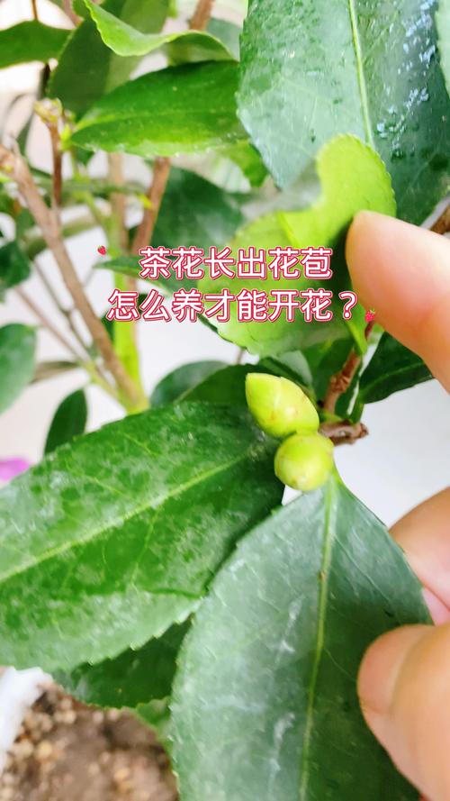 如何让茶花尽快开花(如何让茶花尽快开花结果)-第4张图片-多多自然网 如何让茶花尽快开花(如何让茶花尽快开花结果)-第4张图片-多多自然网