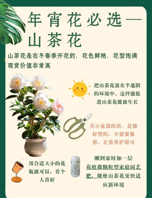 如何让茶花尽快开花(如何让茶花尽快开花结果)-第7张图片-多多自然网 如何让茶花尽快开花(如何让茶花尽快开花结果)-第7张图片-多多自然网