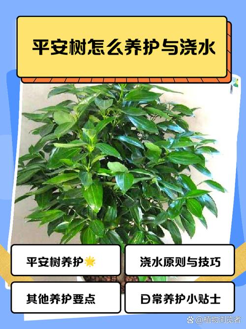 平安树夏天怎么浇水(平安树夏季怎么施肥)-第1张图片-多多自然网 平安树夏天怎么浇水(平安树夏季怎么施肥)-第1张图片-多多自然网
