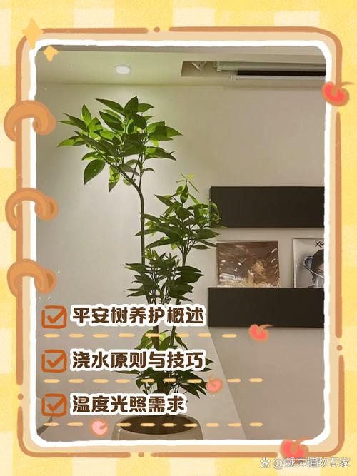 平安树夏天怎么浇水(平安树夏季怎么施肥)-第4张图片-多多自然网 平安树夏天怎么浇水(平安树夏季怎么施肥)-第4张图片-多多自然网